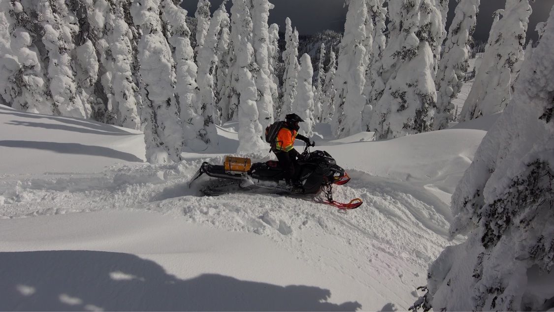 Snowmobile rider among towering snow ghosts, trees thick with heavy snow