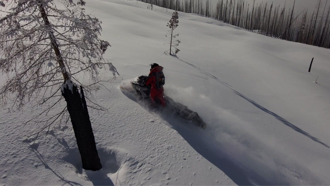Snowmobile rider carving a snowy slope past a charred tree in a burnt forest